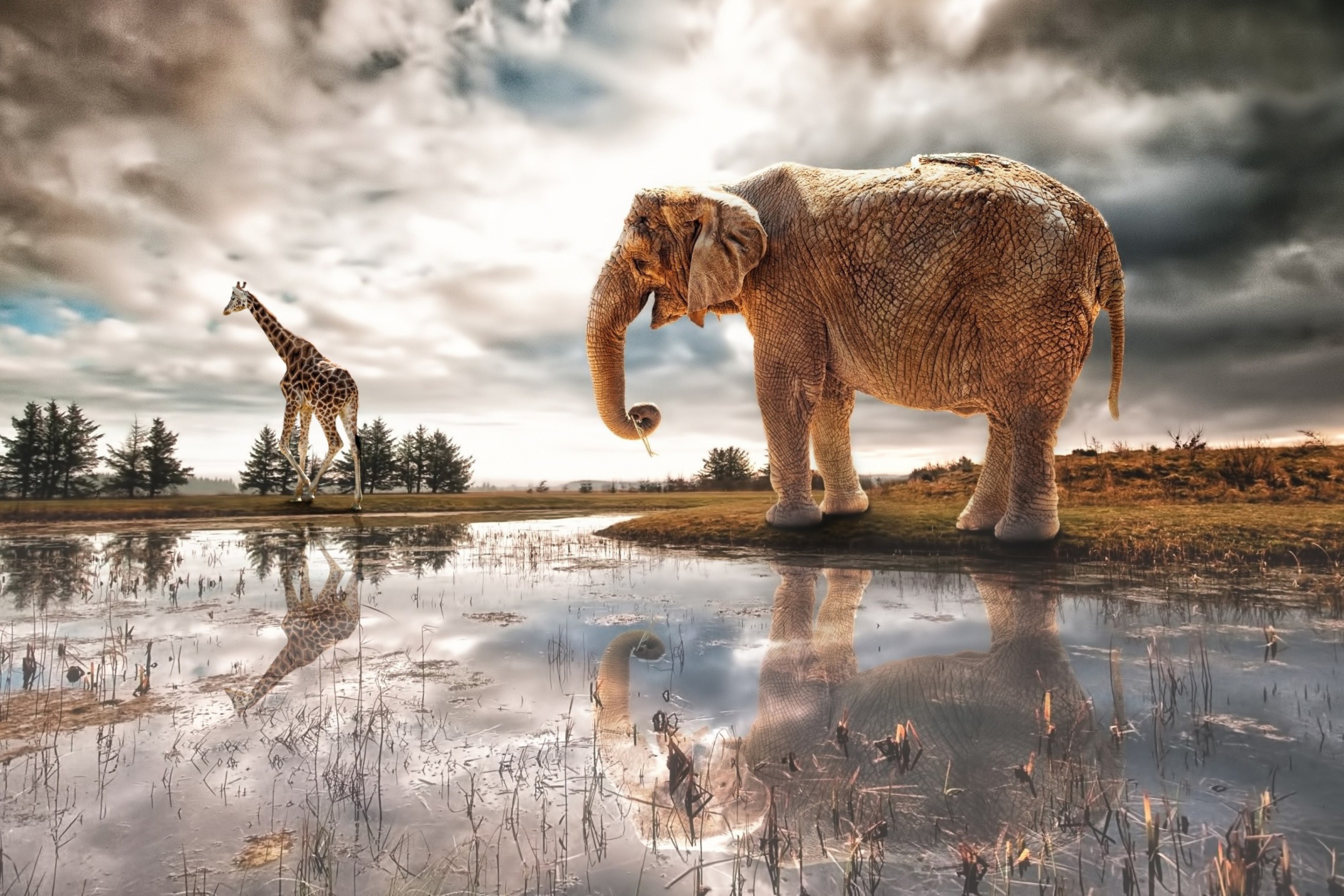 Das Fantasy Elephant and Giraffe Wallpaper 2880x1920