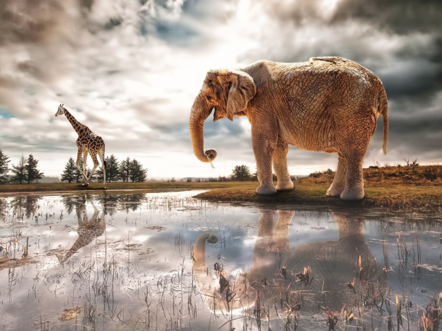 Das Fantasy Elephant and Giraffe Wallpaper 640x480