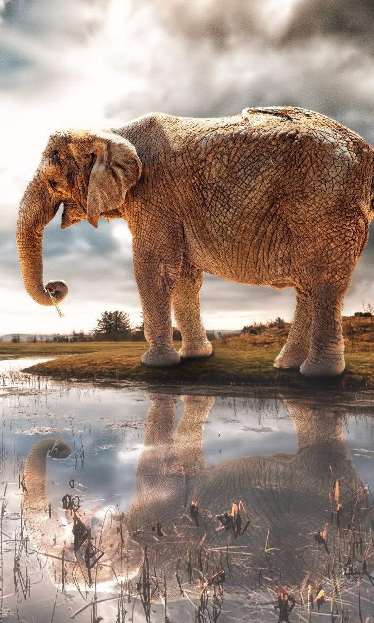 Fondo de pantalla Fantasy Elephant and Giraffe 768x1280