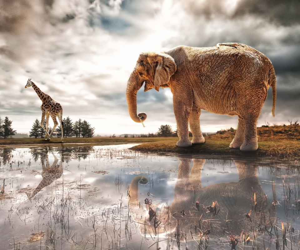 Das Fantasy Elephant and Giraffe Wallpaper 960x800