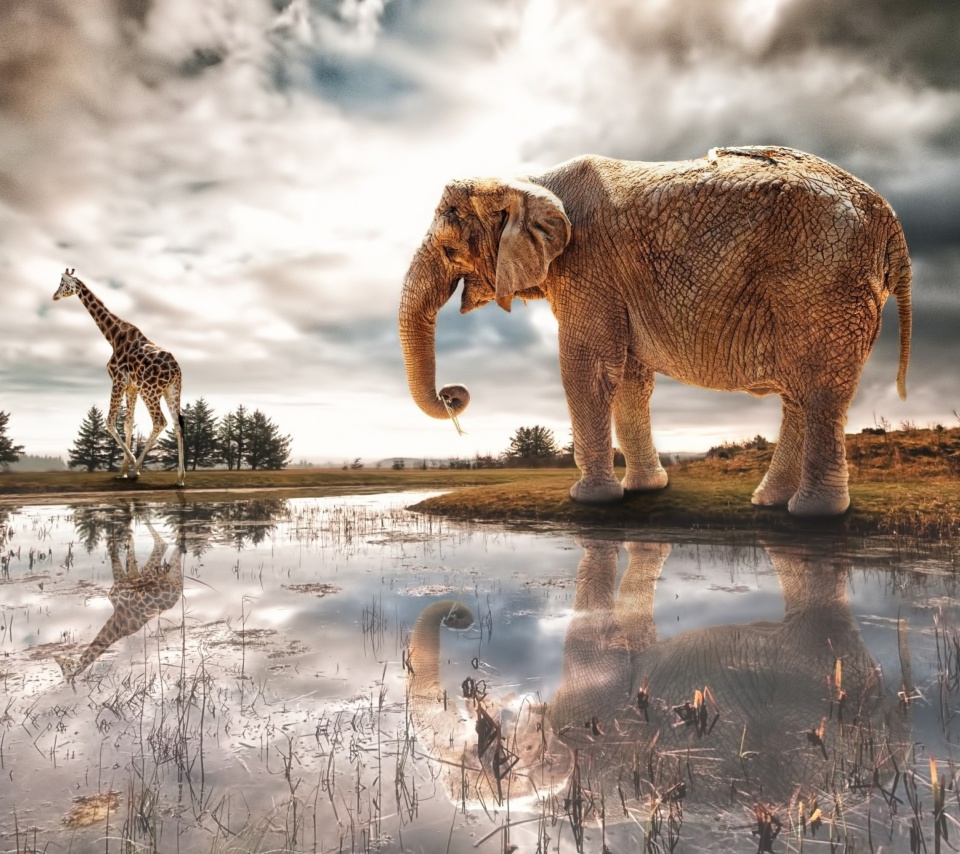 Das Fantasy Elephant and Giraffe Wallpaper 960x854