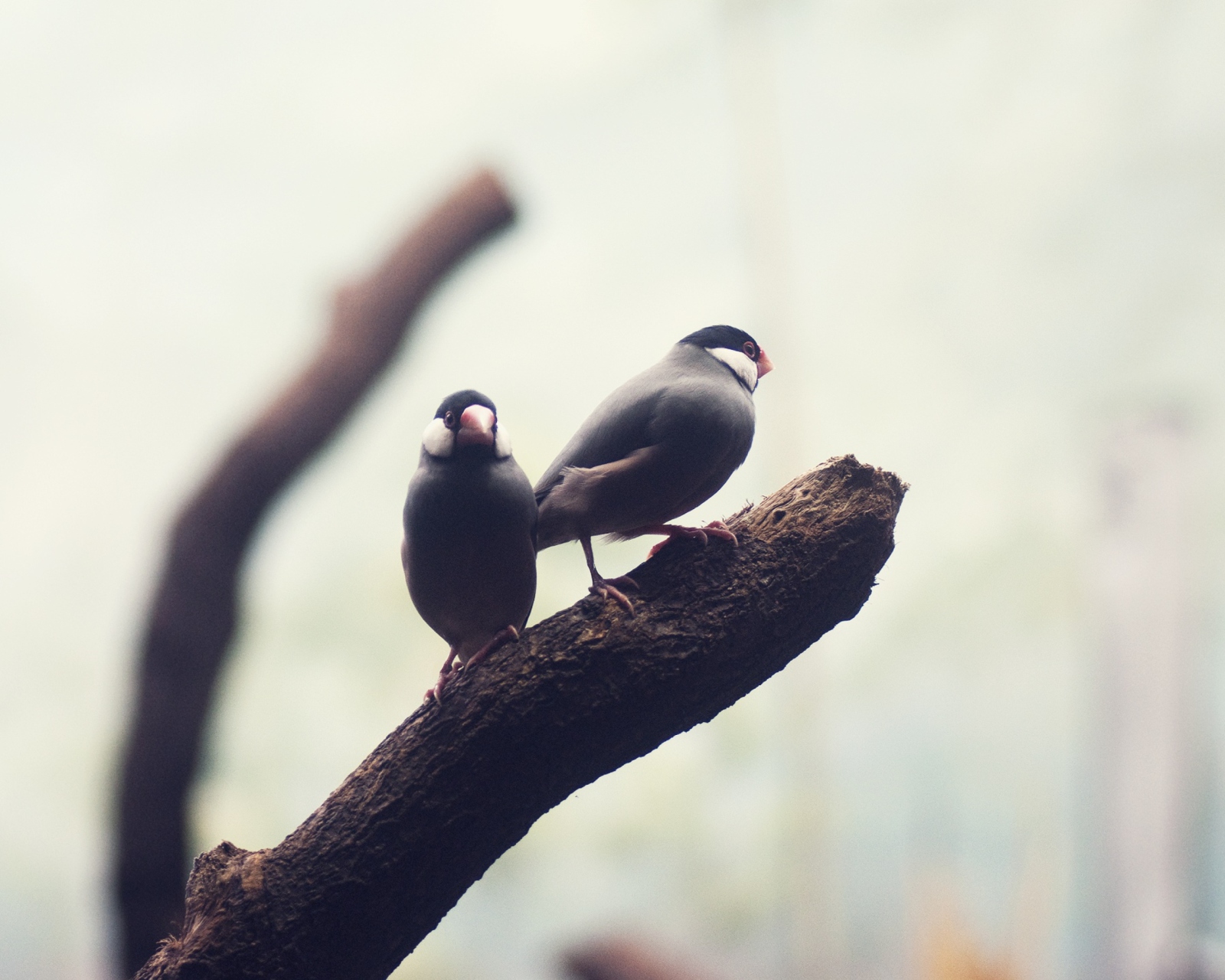 Das Two Birds On Branch Wallpaper 1600x1280