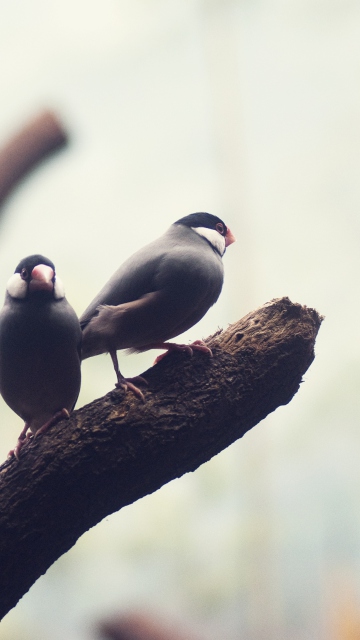 Обои Two Birds On Branch 360x640