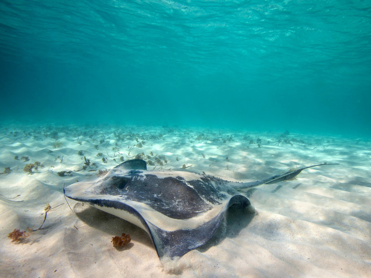 Stingray wallpaper 1280x960