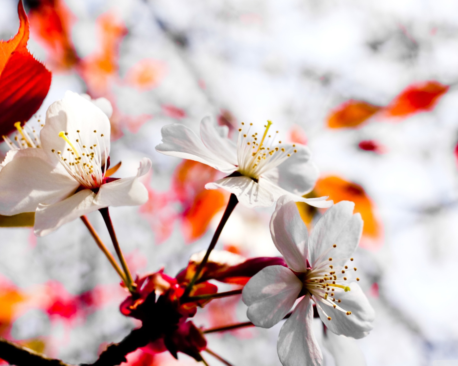 Spring Season Flowers screenshot #1 1600x1280