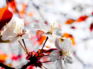 Spring Season Flowers screenshot #1 320x240