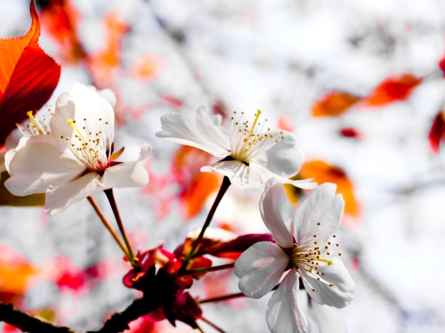 Spring Season Flowers wallpaper 640x480