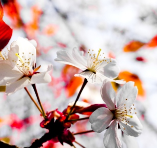 Kostenloses Spring Season Flowers Wallpaper für iPad 3