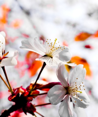 Spring Season Flowers - Obrázkek zdarma pro iPhone 4S