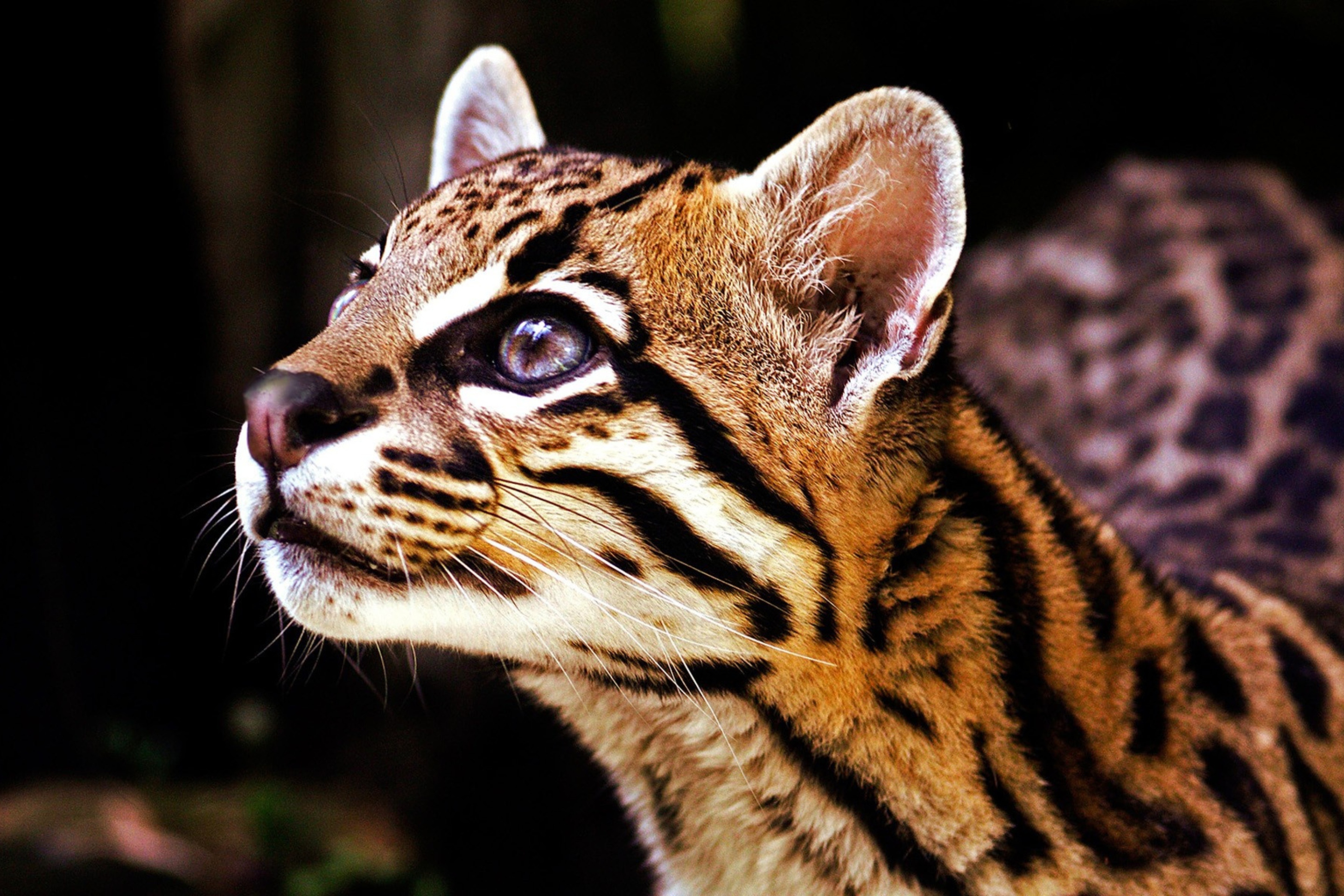 Голова дикой кошки. Дикая кошка Оцелот. Оцелот Южная Америка. Амазонский Оцелот. Леопард онцилла.