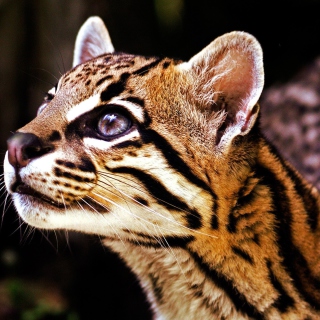 Free Wild Cat Picture for 2048x2048