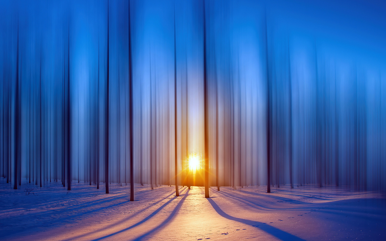 Das Snow Forest Wallpaper 1280x800