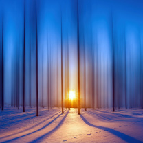 Fondo de pantalla Snow Forest 208x208