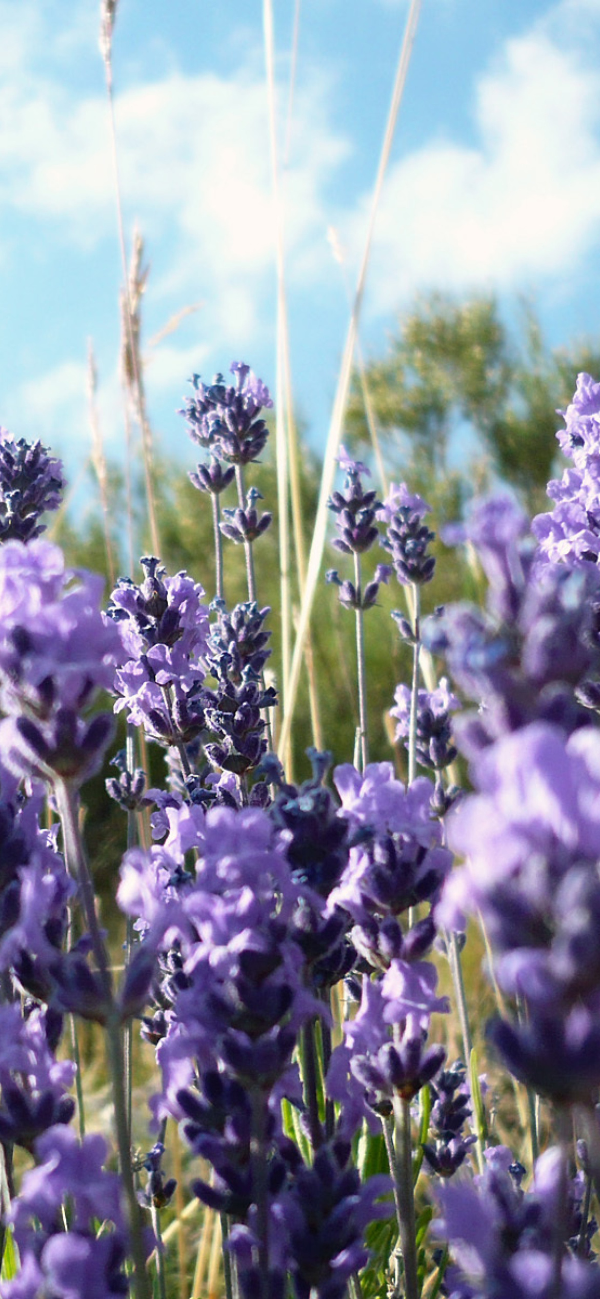 Lavender Fields - Milton, Delaware screenshot #1 1170x2532