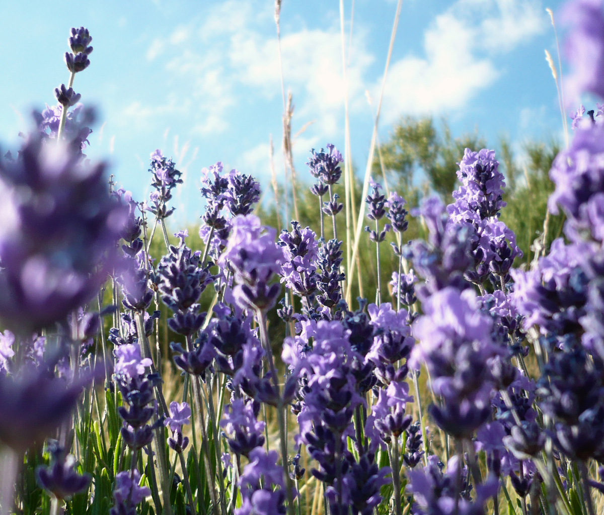 Lavender Fields - Milton, Delaware screenshot #1 1200x1024
