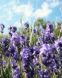 Fondo de pantalla Lavender Fields - Milton, Delaware 128x160