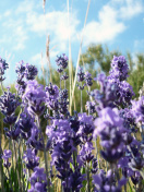 Lavender Fields - Milton, Delaware screenshot #1 132x176