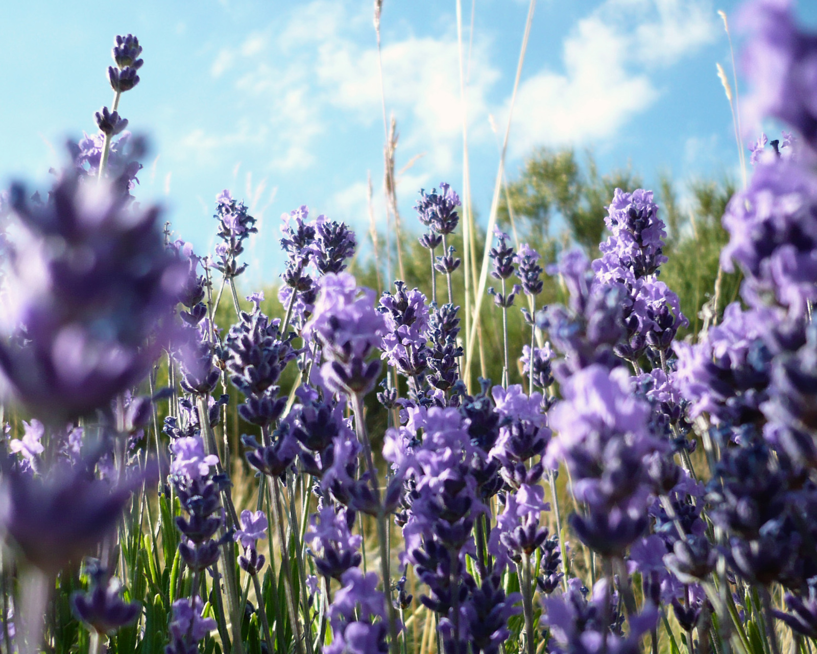 Sfondi Lavender Fields - Milton, Delaware 1600x1280