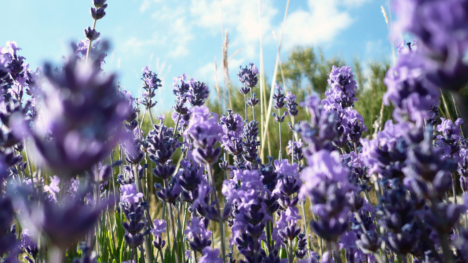 Screenshot №1 pro téma Lavender Fields - Milton, Delaware 1600x900