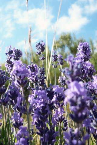 Lavender Fields - Milton, Delaware wallpaper 320x480