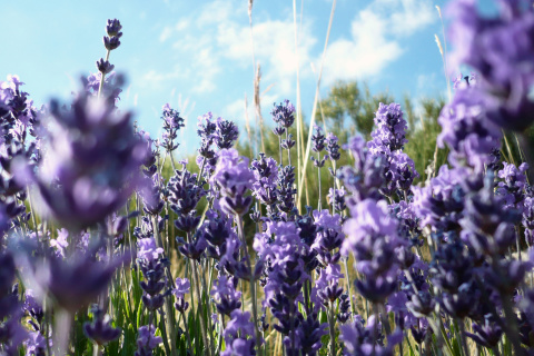 Fondo de pantalla Lavender Fields - Milton, Delaware 480x320