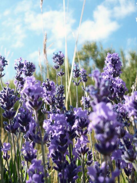 Lavender Fields - Milton, Delaware wallpaper 480x640