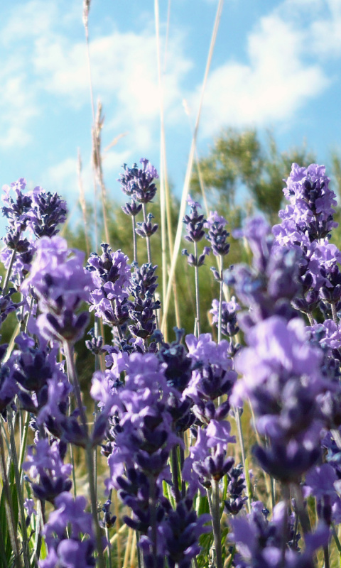 Sfondi Lavender Fields - Milton, Delaware 480x800