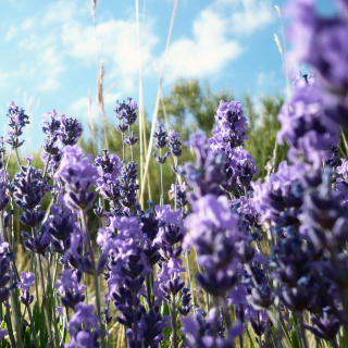 Free Lavender Fields - Milton, Delaware Picture for iPad mini