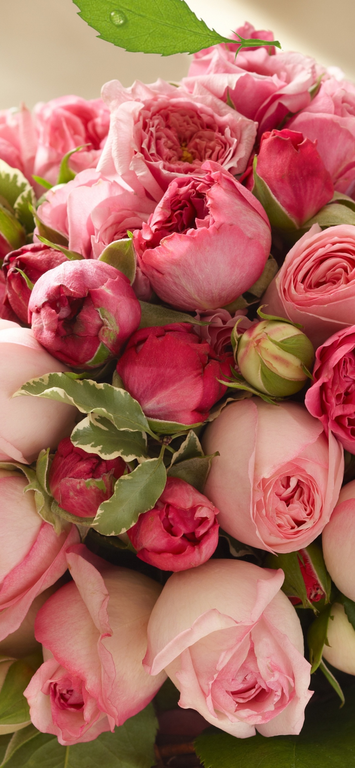 Bouquet of pink roses wallpaper 1170x2532