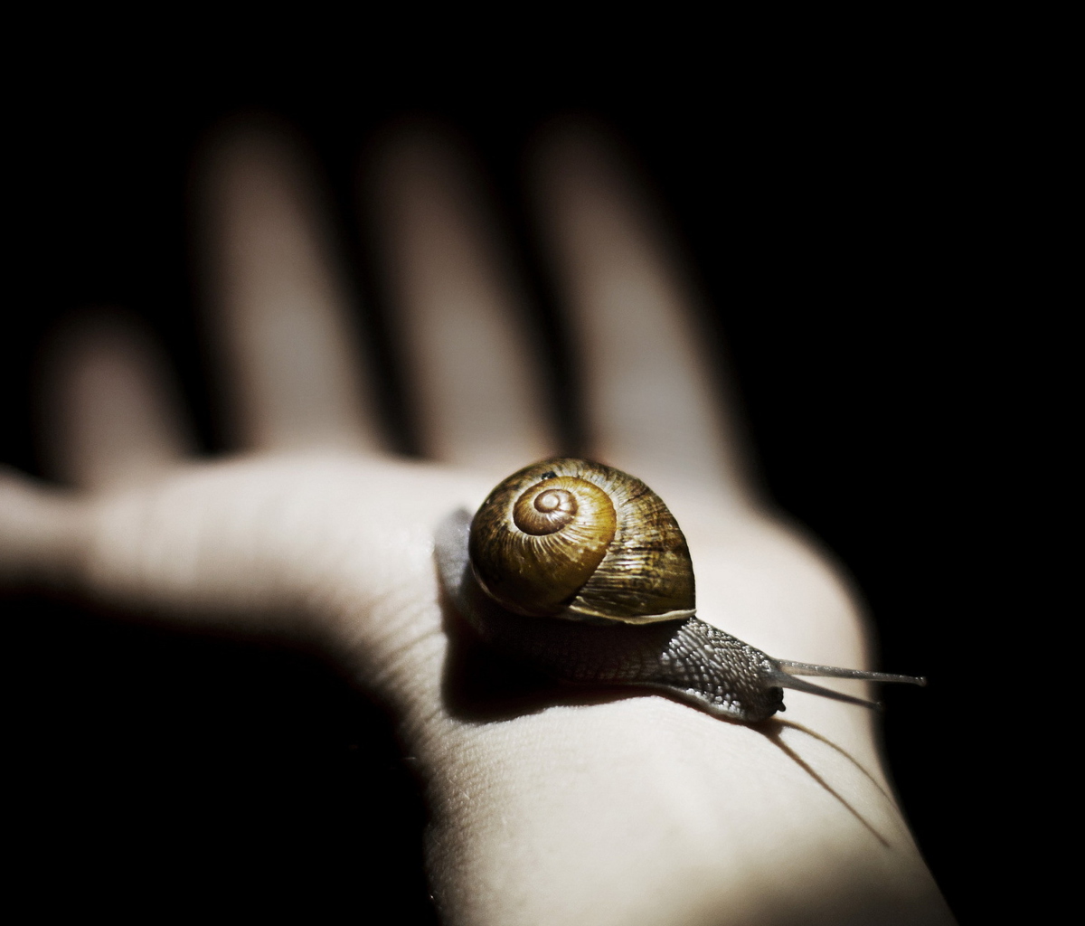 Sfondi Snail On Hand 1200x1024