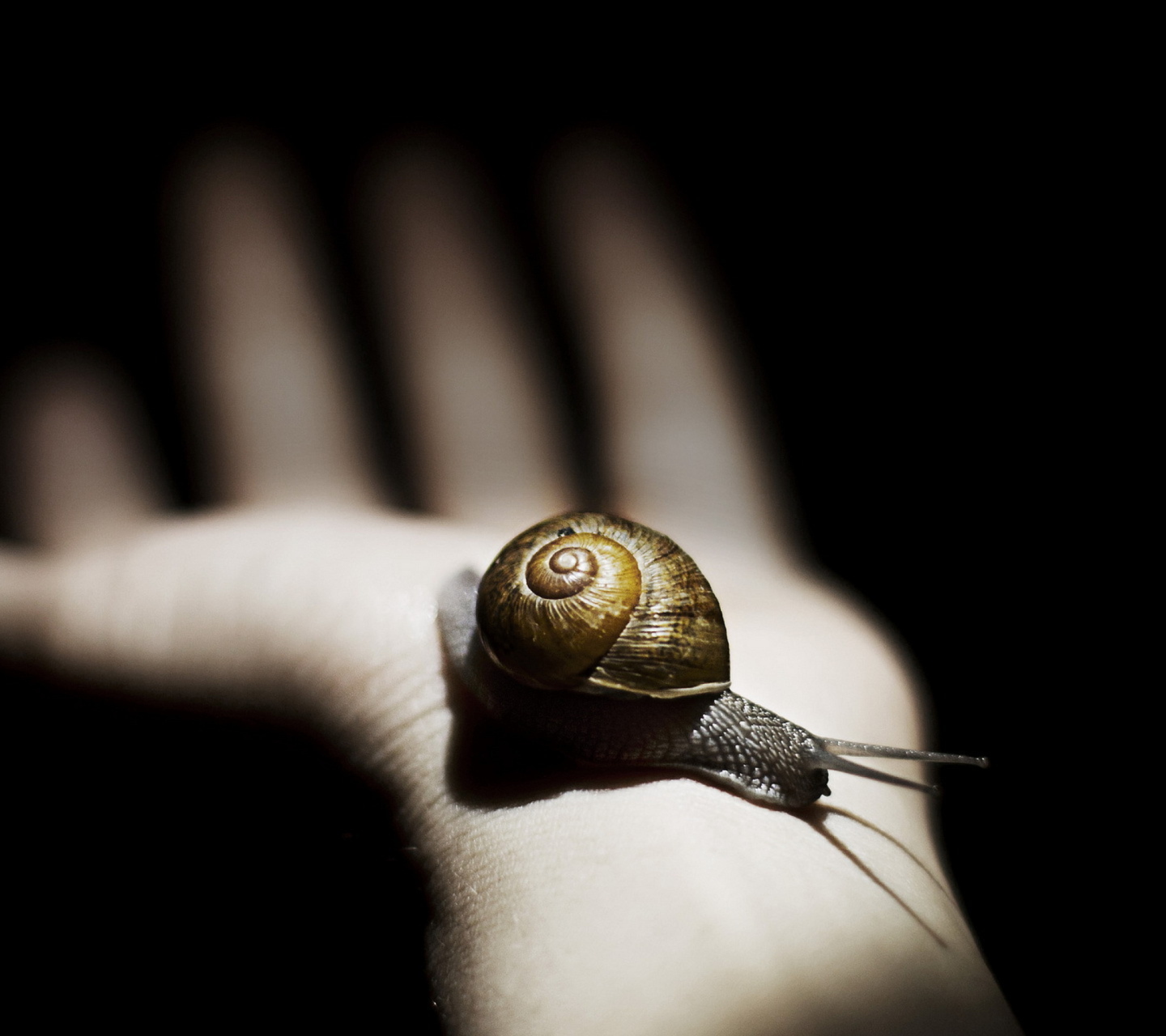 Sfondi Snail On Hand 1440x1280