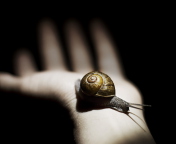 Обои Snail On Hand 176x144