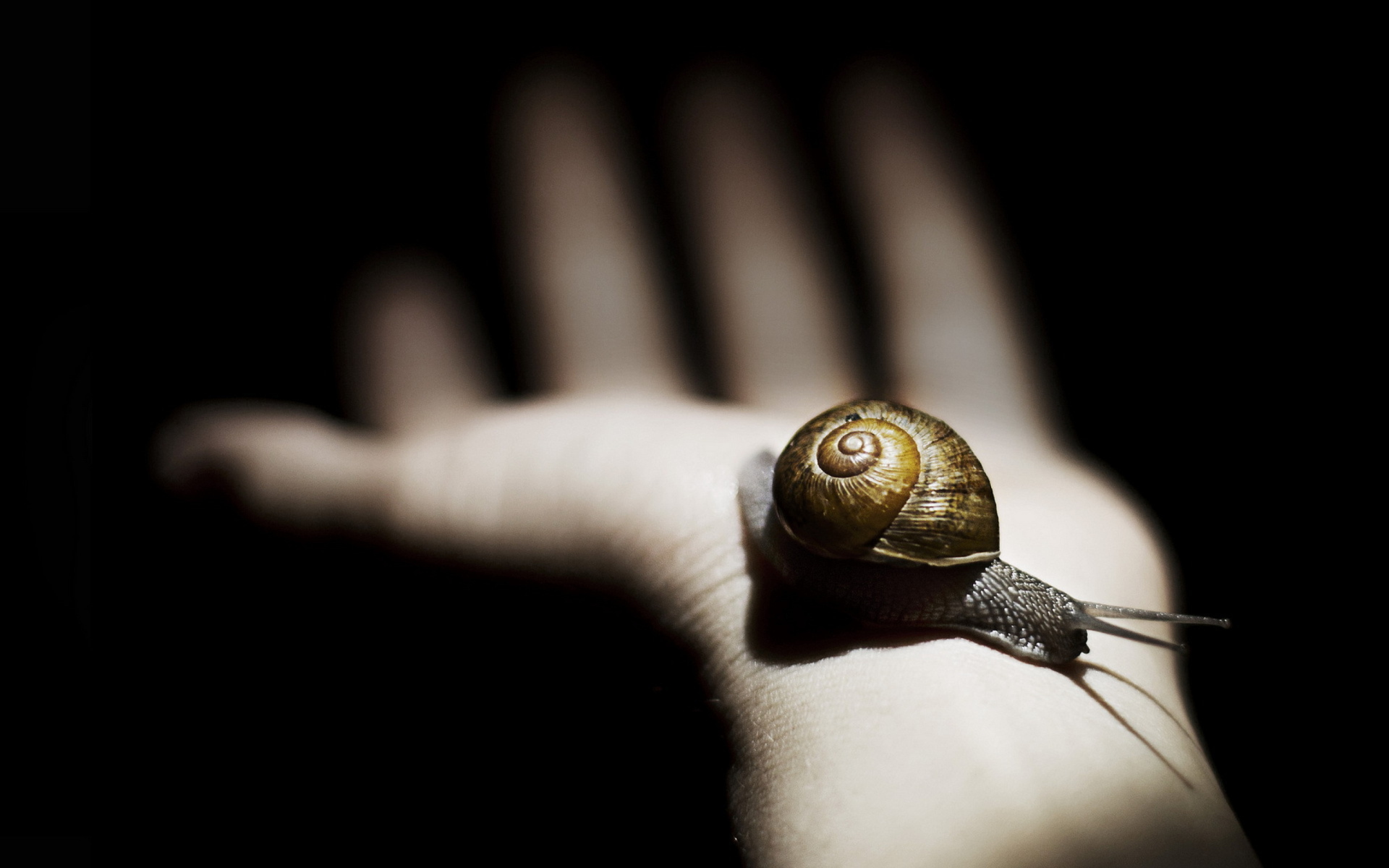 Fondo de pantalla Snail On Hand 1920x1200