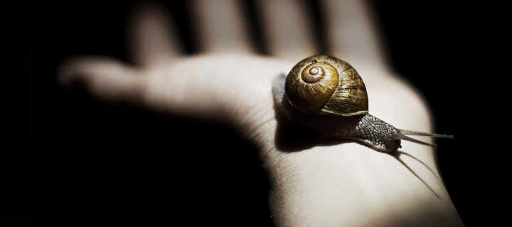 Sfondi Snail On Hand 720x320