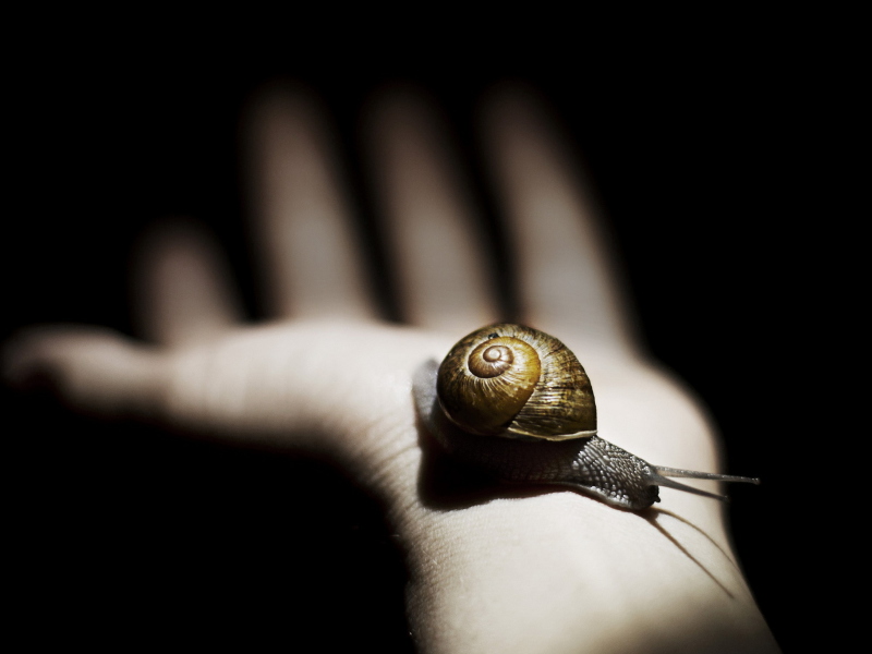 Fondo de pantalla Snail On Hand 800x600