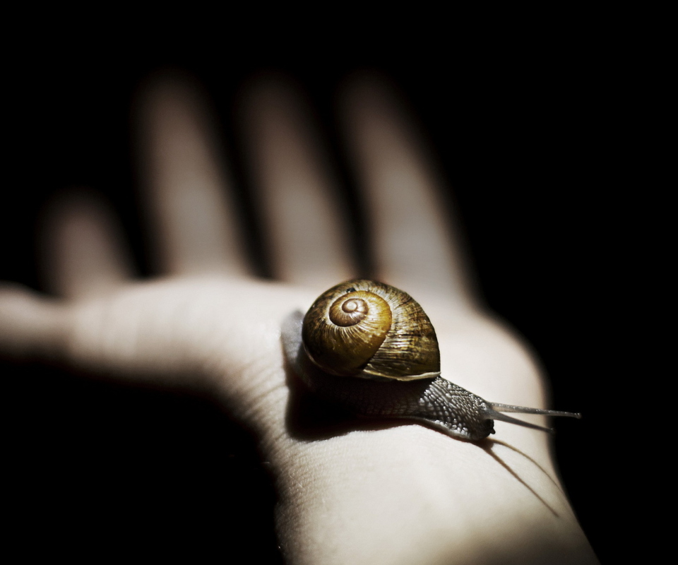 Sfondi Snail On Hand 960x800