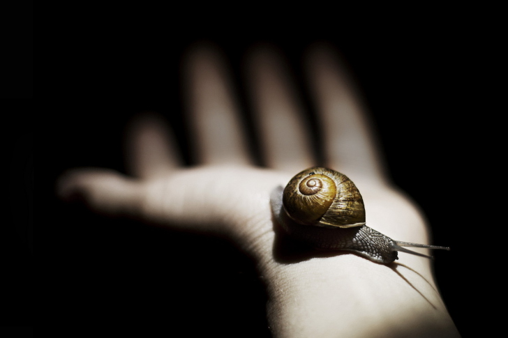 Sfondi Snail On Hand