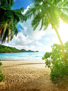 Das Tropical Beach In Palau Wallpaper 240x320