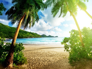 Das Tropical Beach In Palau Wallpaper 320x240