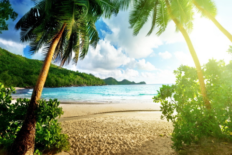 Das Tropical Beach In Palau Wallpaper 480x320