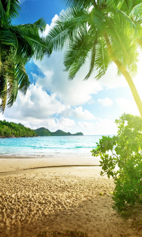 Обои Tropical Beach In Palau 480x800