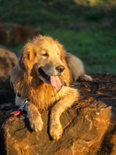 Labrador wallpaper 240x320