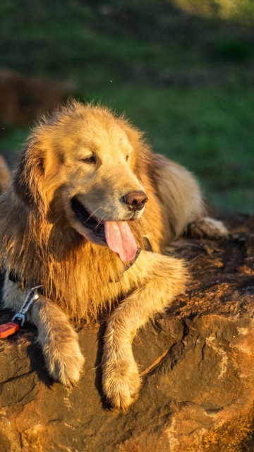 Labrador screenshot #1 360x640