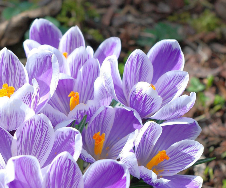 Sfondi Snowdrop Flowers 960x800