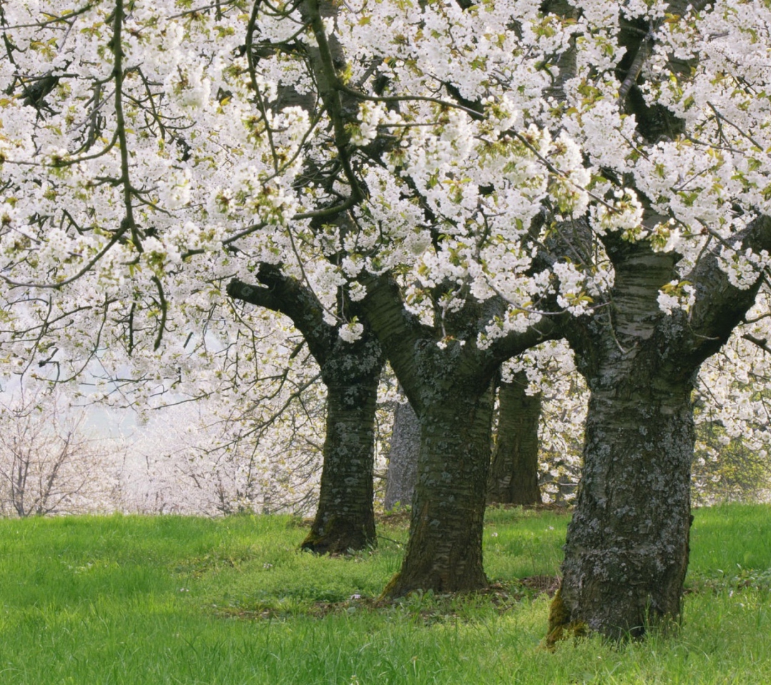 Sfondi Blooming Cherry Trees 1080x960
