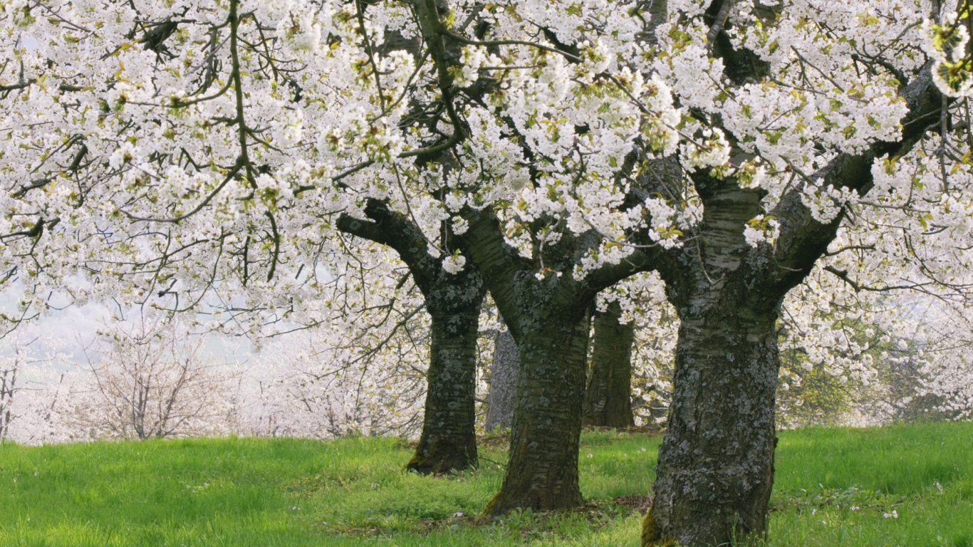 Blooming Cherry Trees wallpaper 1366x768