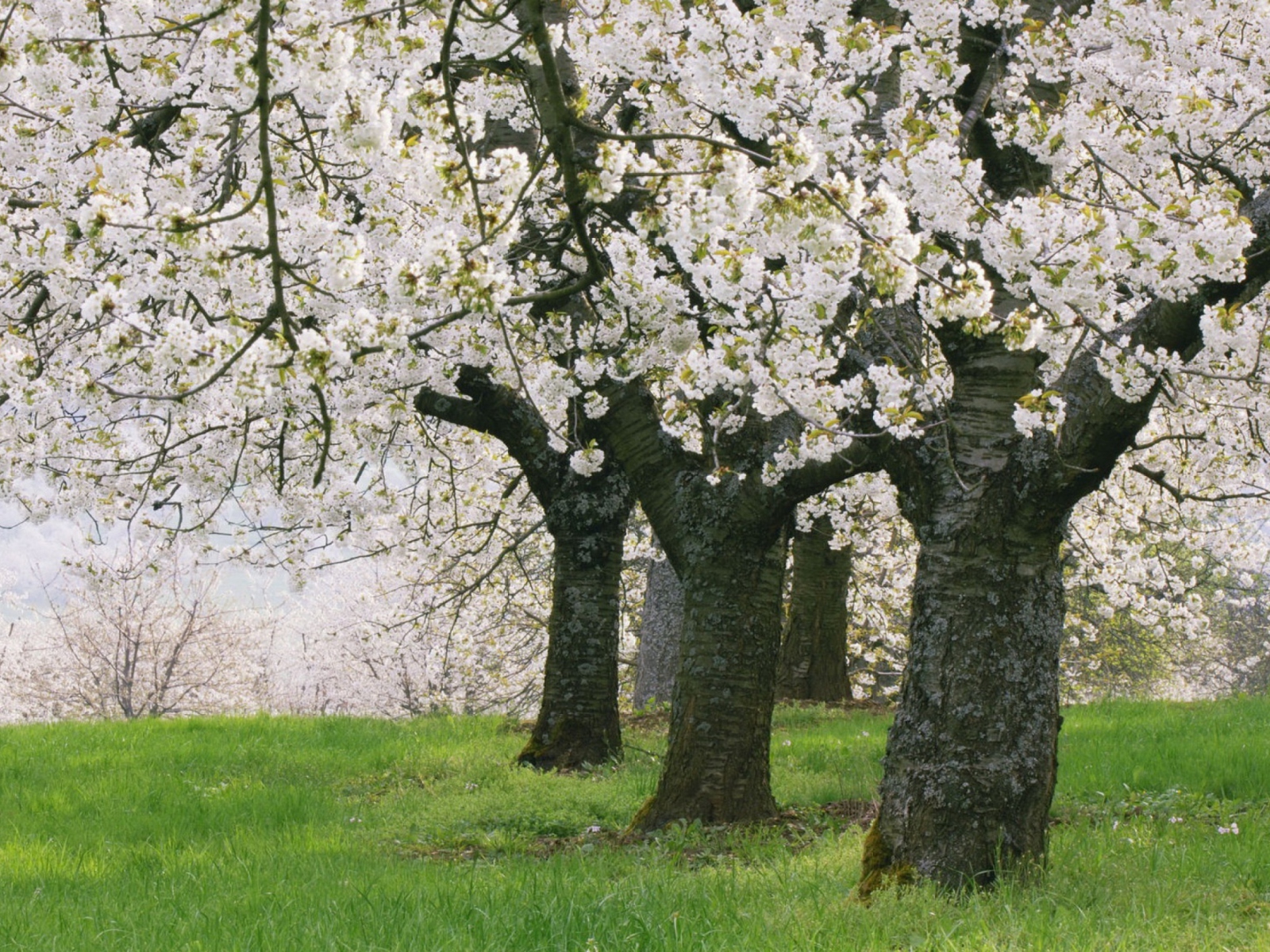 Blooming Cherry Trees wallpaper 1600x1200