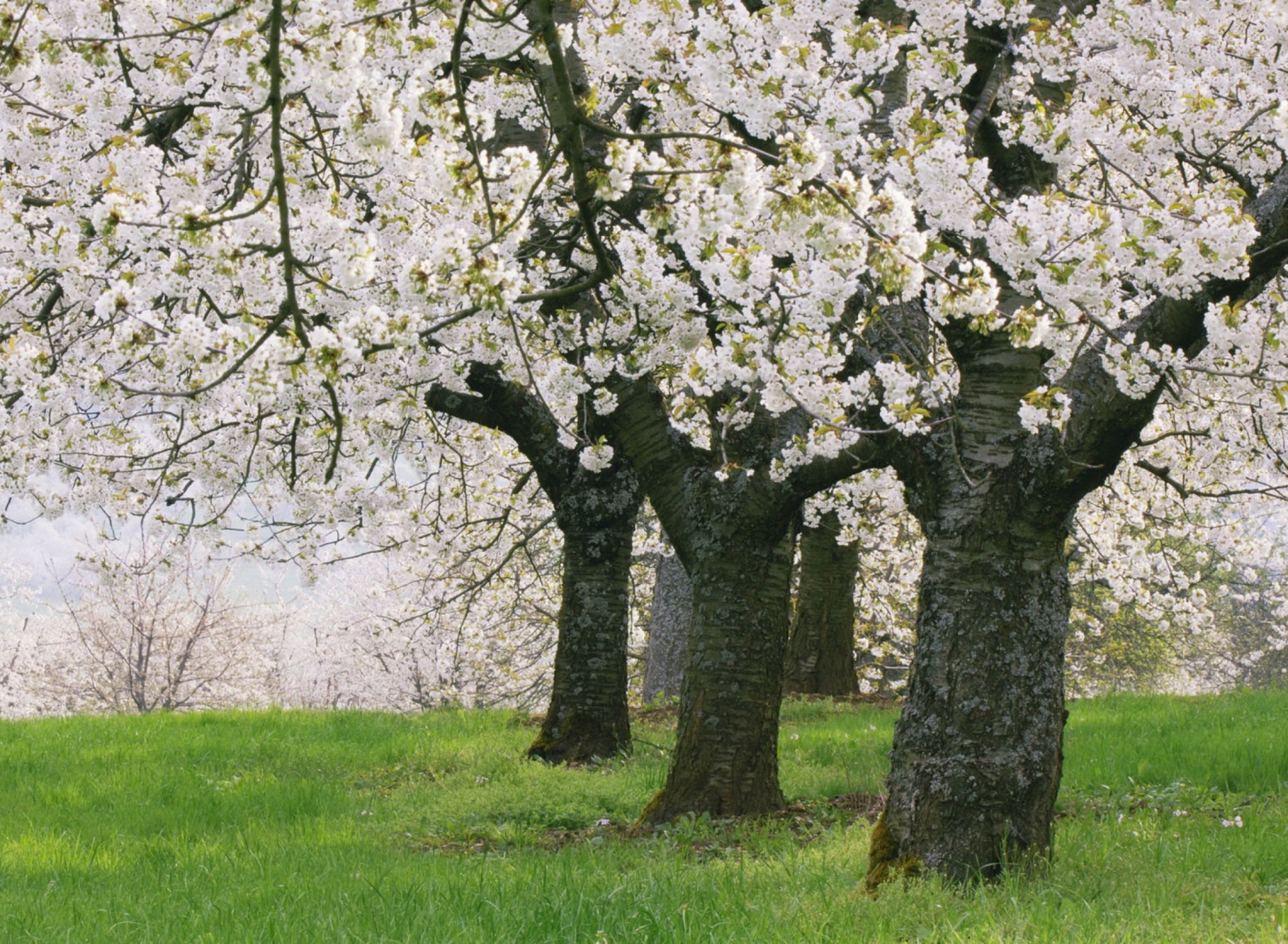 Fondo de pantalla Blooming Cherry Trees 1920x1408