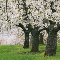 Обои Blooming Cherry Trees 208x208