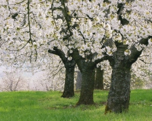 Обои Blooming Cherry Trees 220x176